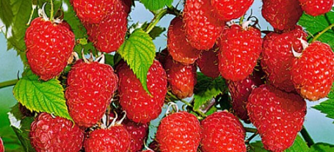 Малина сорт Арочная — весьма посредственный сорт