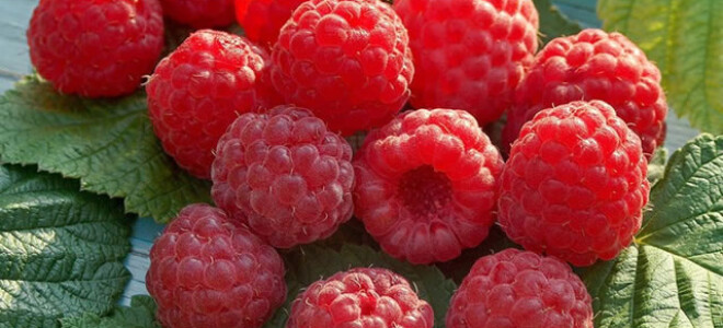 Выбор самого сладкого и вкусного сорта малины. Мнение редакции