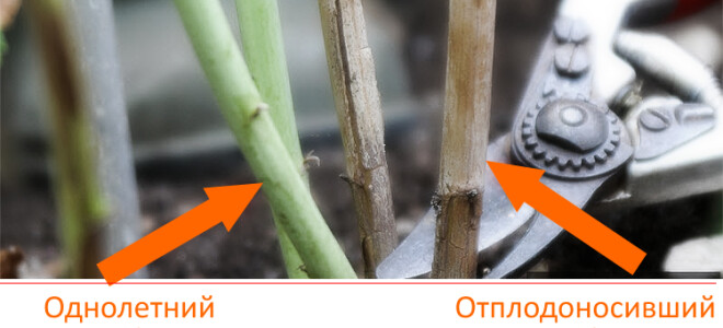 Обрезка малины осенью
